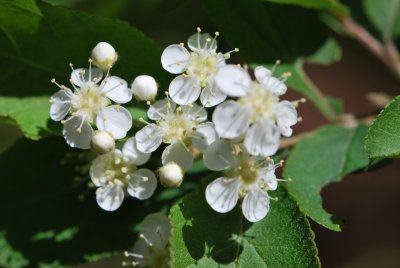 Photinia parvifolia - blýskalka drobnokvětá - detail květů